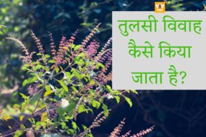 तुलसी विवाह विधि (Tulsi Vivah Vidhi)